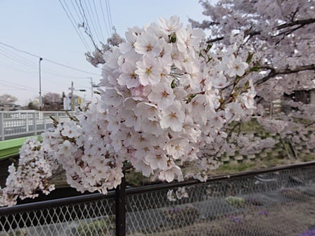 花の命は短い…はかなさも感じる桜です